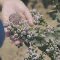 Fresh Farming: Economía circular en el sector agroindustria